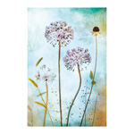 Allium